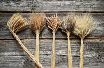 Várias espigas de trigo (einkorn, espelta, emmer e emmer preto) — Fotografia de Stock