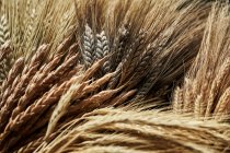 Спелые колосья пшеницы на поле — стоковое фото