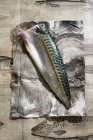 A raw mackerel on paper — Stock Photo