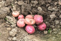 Patatas rojas jóvenes en el suelo - foto de stock
