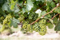 Виноград на лозі крупним планом — стокове фото