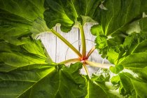 Rhubarb stems and leaves arranged in a circular frame (top view) — Stock Photo