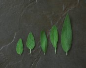 Five different sized sage leaves — Stock Photo