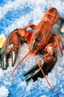 Un homard entier cuit sur glace — Photo de stock