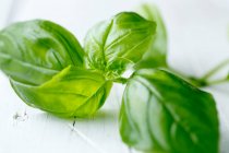 Basil leaves on a white wooden background — Stock Photo