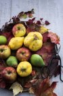 Frutos outonais, marmelo, maçãs, peras com folhas e tesouras em uma tábua de madeira — Fotografia de Stock