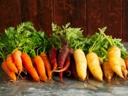 Fresh harvested carrots of three colors with green stems — Stock Photo