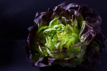 Взгляд Batavia lettuce крупным планом — стоковое фото