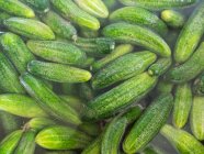 Pickling cucumbers being watered before being pickled — Stock Photo