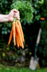 Hand holding bunch of Spring carrots — Stock Photo