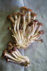 Funghi freschi su una stoffa di lino — Foto stock