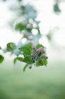 Floración de manzanas en ciernes vista de cerca - foto de stock