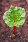 A rhubarb leaf in soil in a garden — Stock Photo