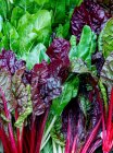 Fresh chard (seen from above) — Stock Photo