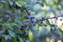 Sloes berries close-up view — Stock Photo