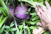 Purple kohlrabi in a field — Stock Photo