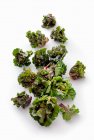 Flower sprout (a cross between a Brussels sprout and green kale) — Stock Photo