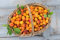 Свіже підібрані абрикоси у великому кошику з зеленим листям — стокове фото