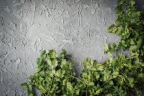 Cilantro fresco sobre fondo gris - foto de stock