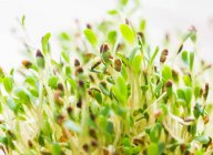 Lucerna sprouts, close up — Stock Photo