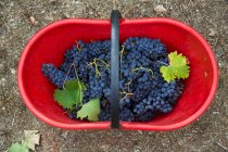 Uvas frescas colhidas em cesta de plástico vermelho — Fotografia de Stock