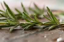 Rosmarino foglie close-up vista — Foto stock