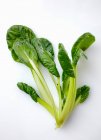 Foglie verdi fresche di spinaci su sfondo bianco — Foto stock