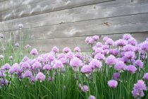 Flowering chives close-up view — Stock Photo