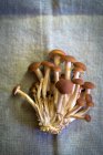 Funghi freschi su un panno di lino (visto dall'alto) — Foto stock