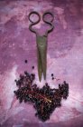Bacche di sambuco fresche e un antico paio di forbici su sfondo viola — Foto stock