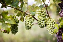 Grapes growing on vines at bush surrounded with green leaves — Stock Photo