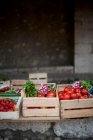 Tomates y rábanos en cajas de verduras - foto de stock