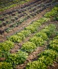 Свежий дубовый салат в поле — стоковое фото