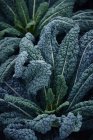 El primer plano del brócoli verde en el mercado - foto de stock