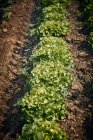 Свіжий салат з листя дуба в полі — стокове фото