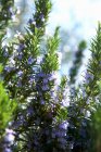 Rosemary with blossoms close-up view — Foto stock