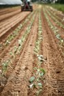 Tracteur plantant des semis de chou-rave — Photo de stock