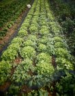 Fresh oak leaf lettuce in the field — Stock Photo