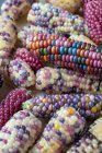 Lots of corn on the cob with colorful grains - foto de stock