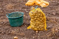 Potato harvest: a basket and potato sack in a field — Fotografia de Stock