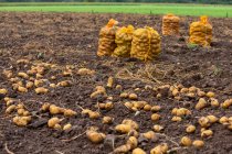 Kartoffelernte aus nächster Nähe — Stockfoto
