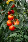 Red Tomatoes on the Vine — Stock Photo