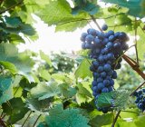 Uvas que crescem em vinhas em arbusto cercado com folhas verdes — Fotografia de Stock