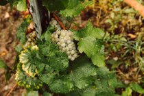 Raisins blancs sur une vigne — Photo de stock