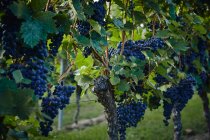Виноград, що росте на ліанах в кущі, оточений зеленим листям — стокове фото
