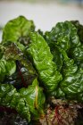Frische grüne Salatblätter in einem Holzkasten — Stockfoto