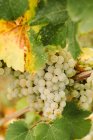 Weiße Trauben an einem Weinstock — Stockfoto