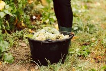 A bucket of freshly harvested white grapes — Stock Photo