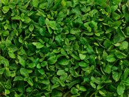 Folhas de hortelã-pimenta vista close-up — Fotografia de Stock