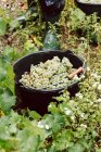 A bucket of freshly harvested white grapes - foto de stock